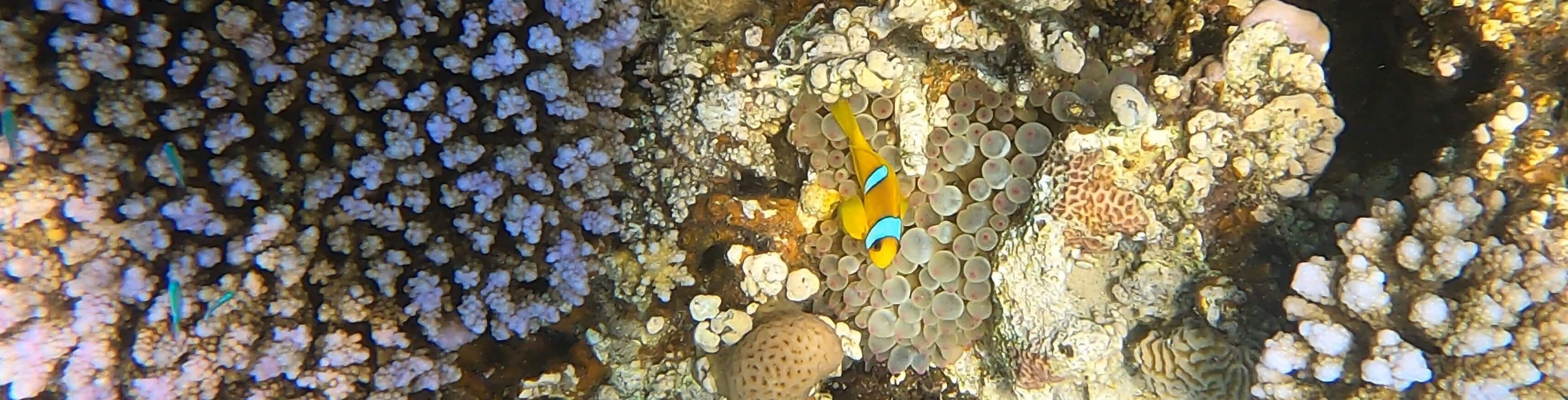Kleiner Clownfisch