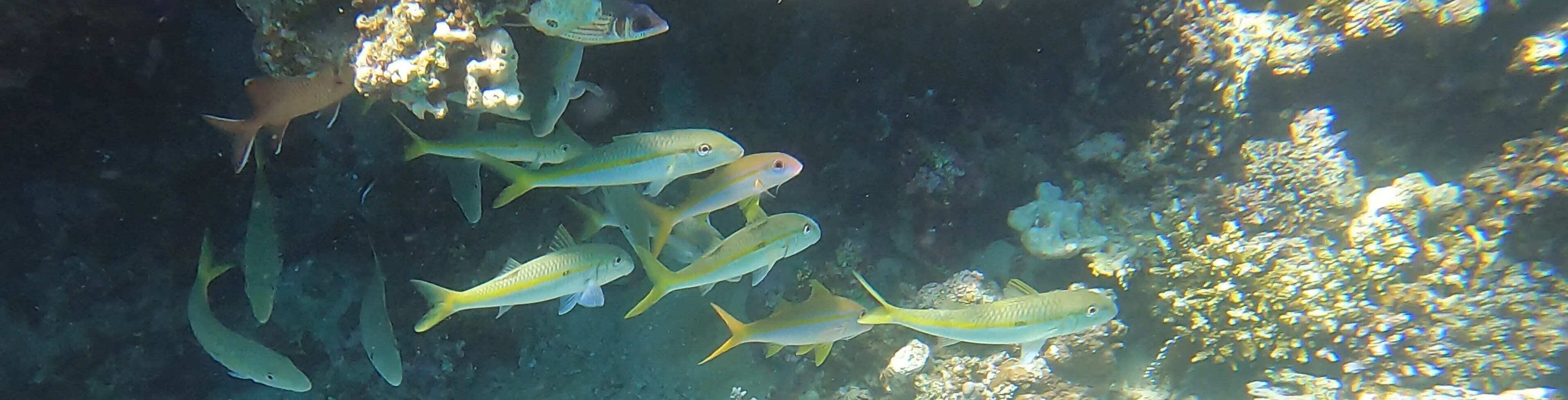 Fischschwarm