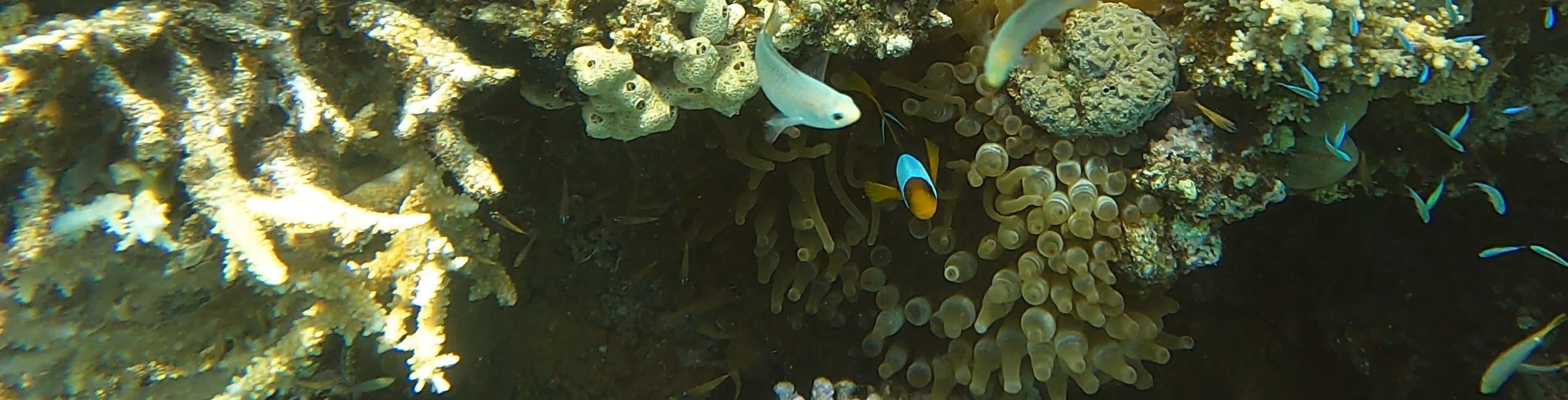 Anemone und Fische