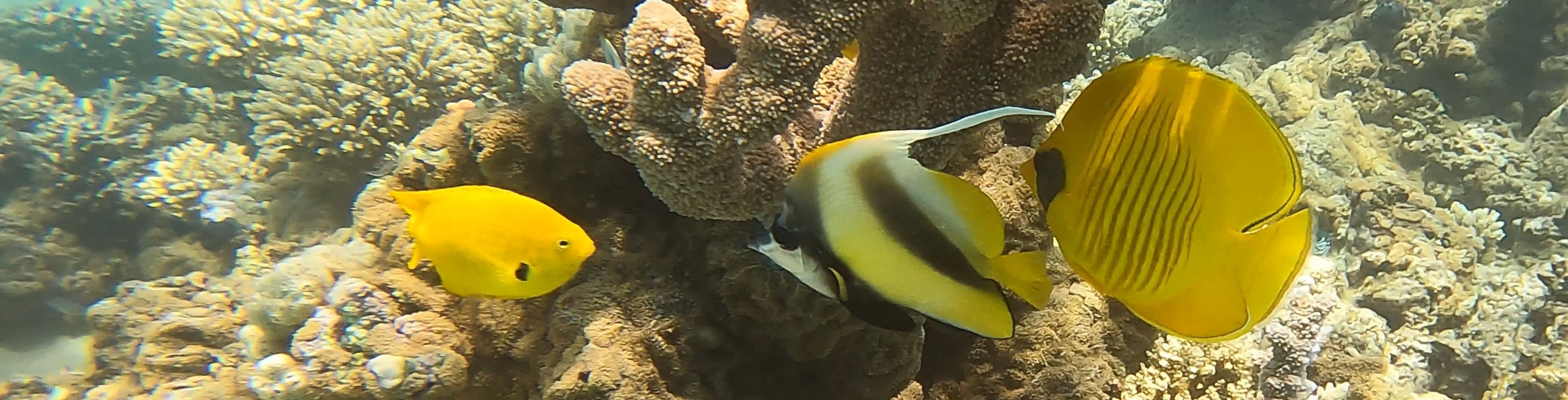 Gelbe Fische