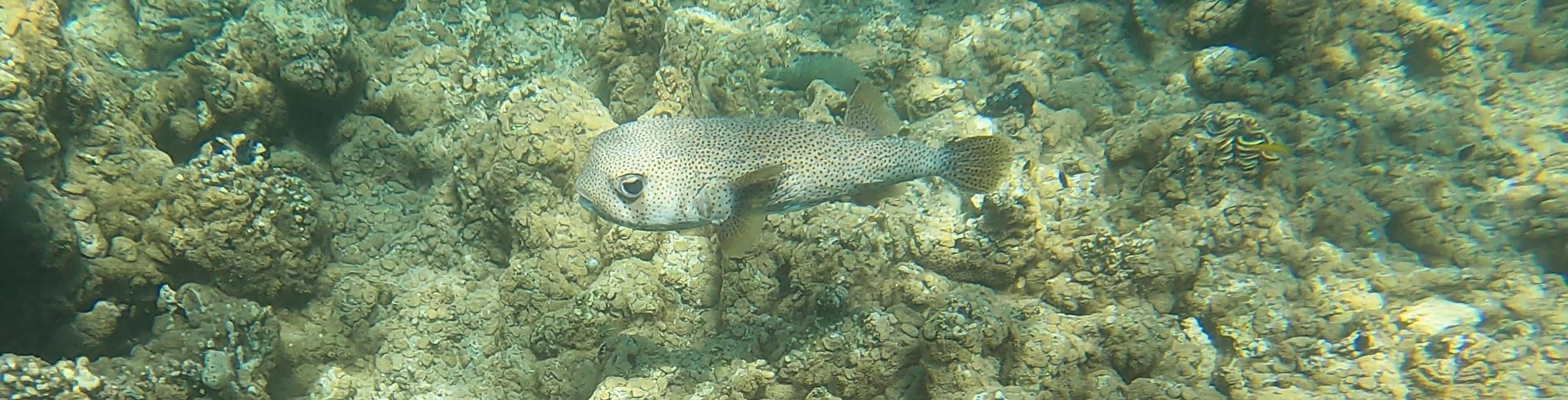 Kugelfisch