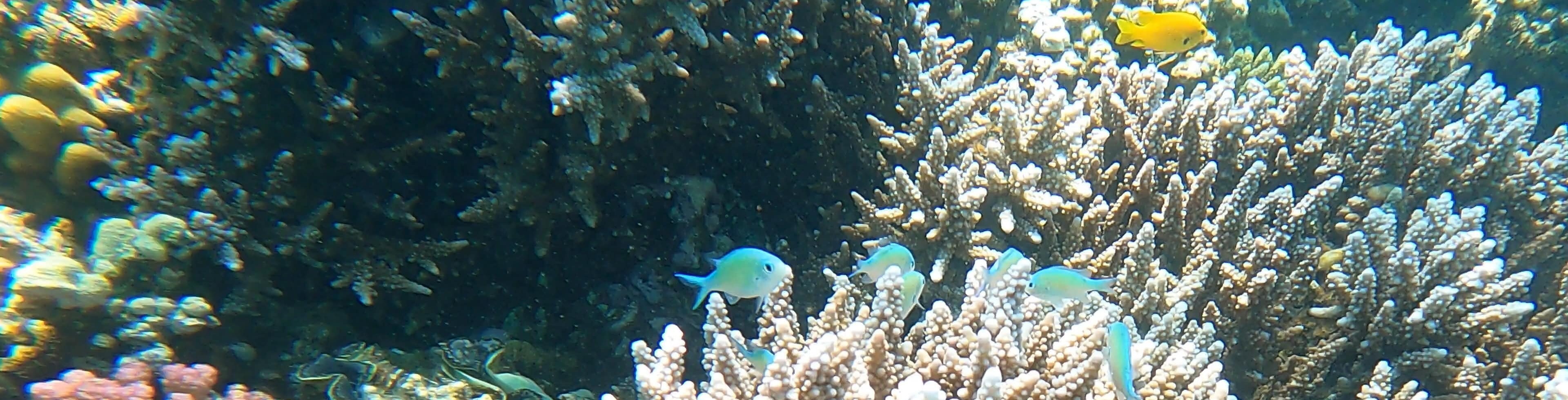 Korallen und Fische
