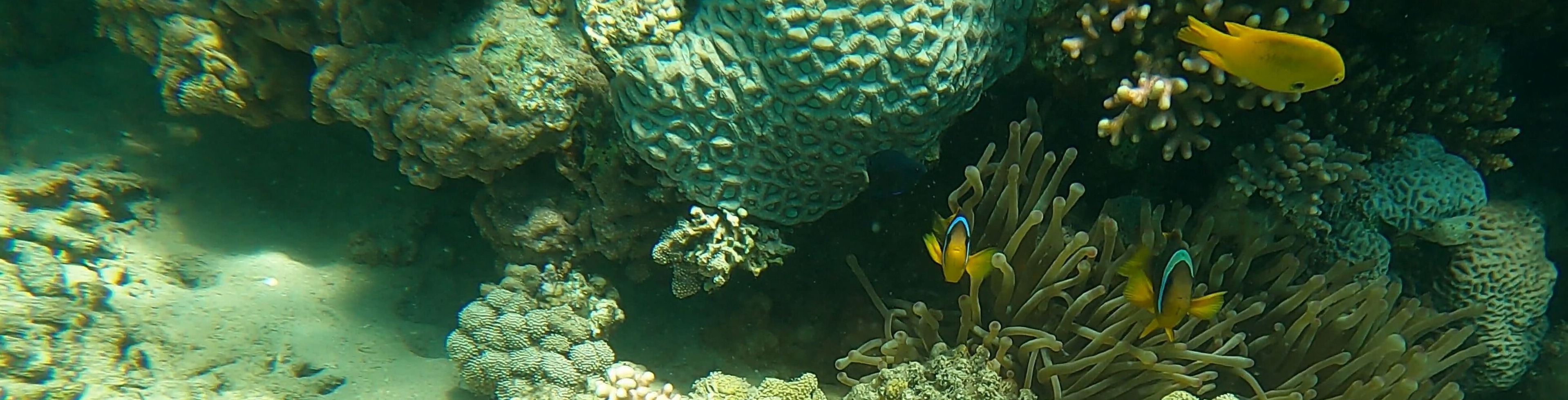 Nemo