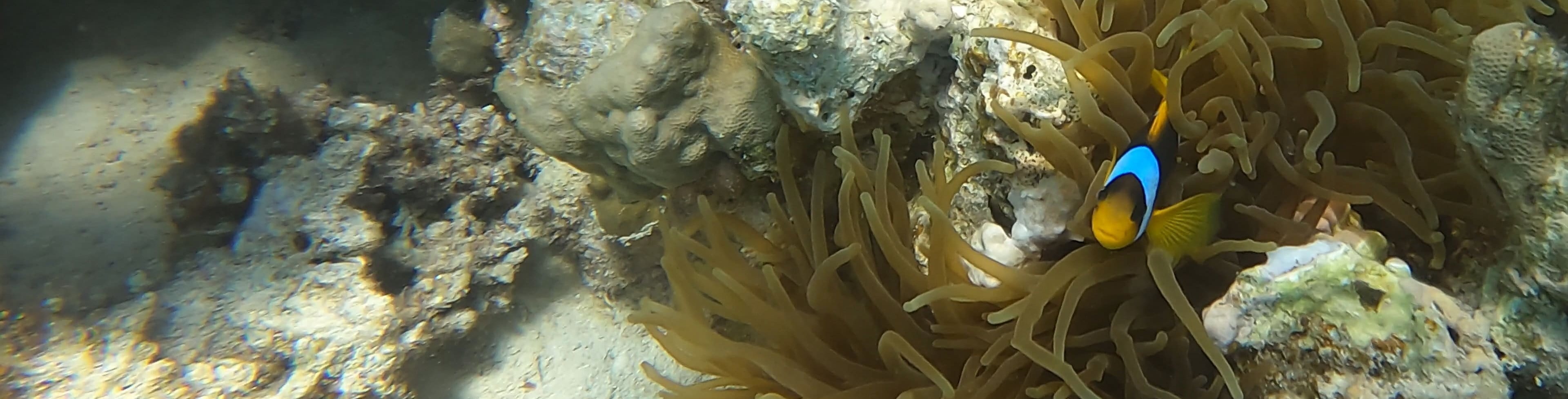 Anemonenfisch 2