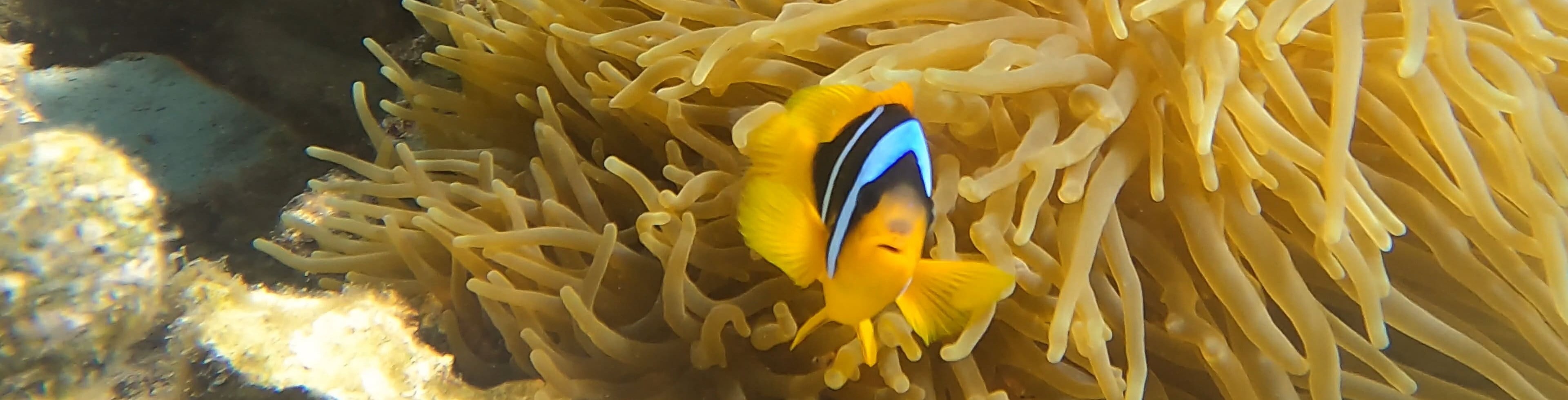 Anemonenfisch 