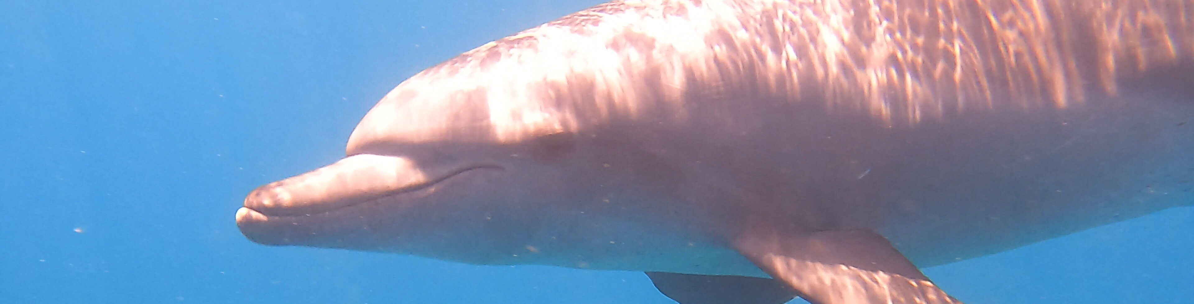 Delfin 2