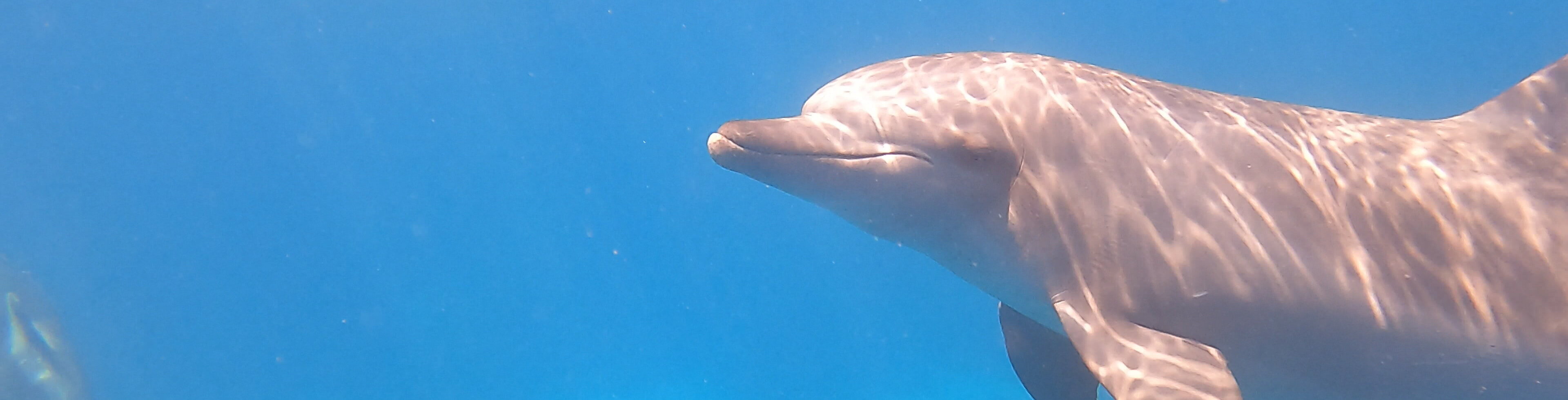 Delfin 1
