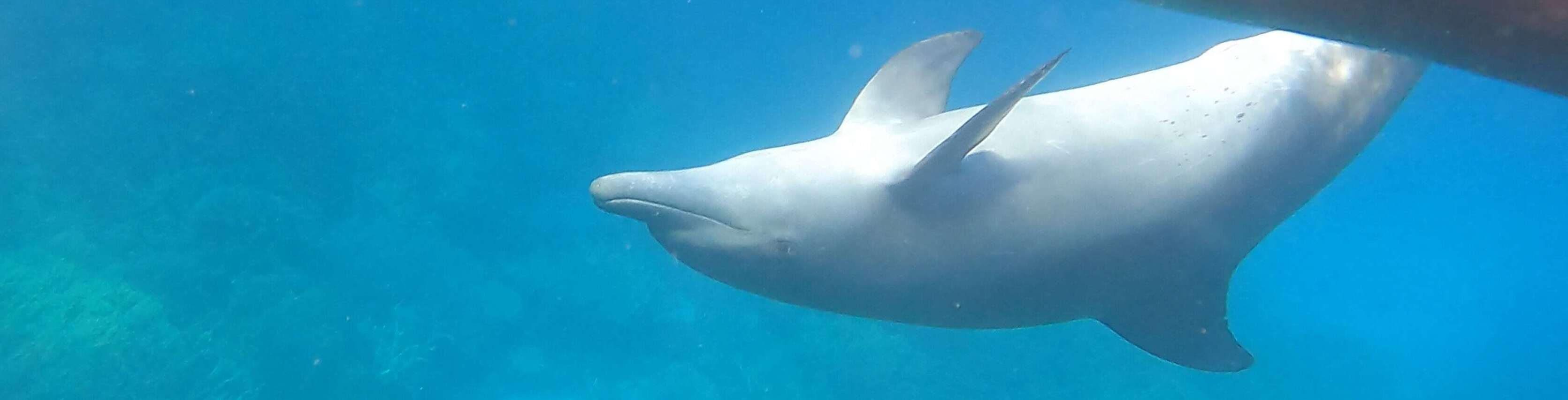 Delfin Junges