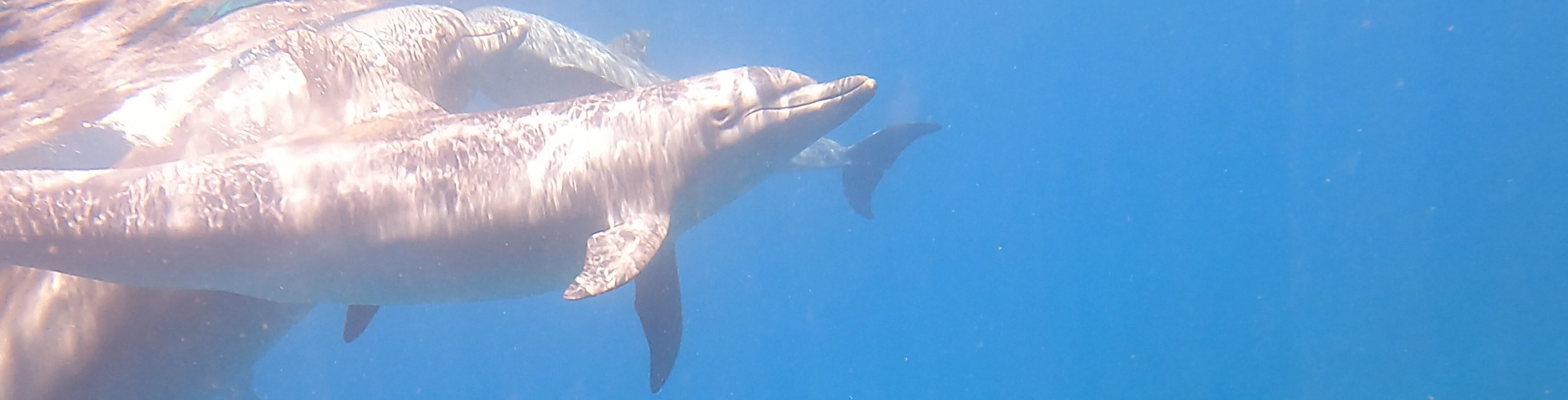 Delfin Junges 2