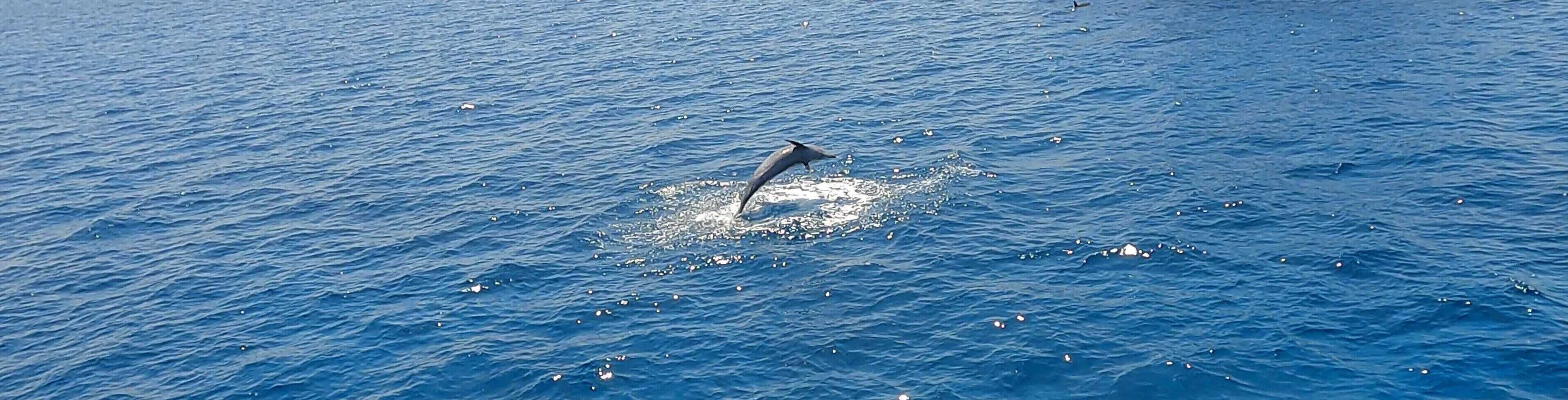 Delfin Sprung