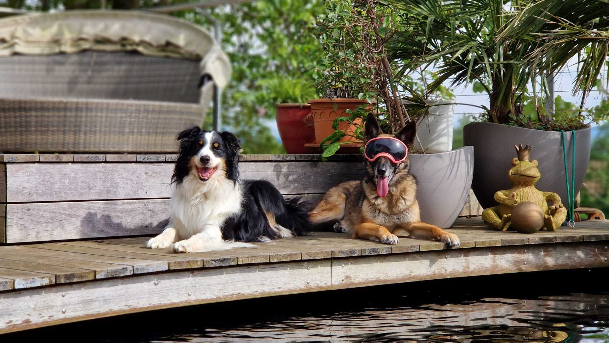 Zwei Hunde vor einem Teich