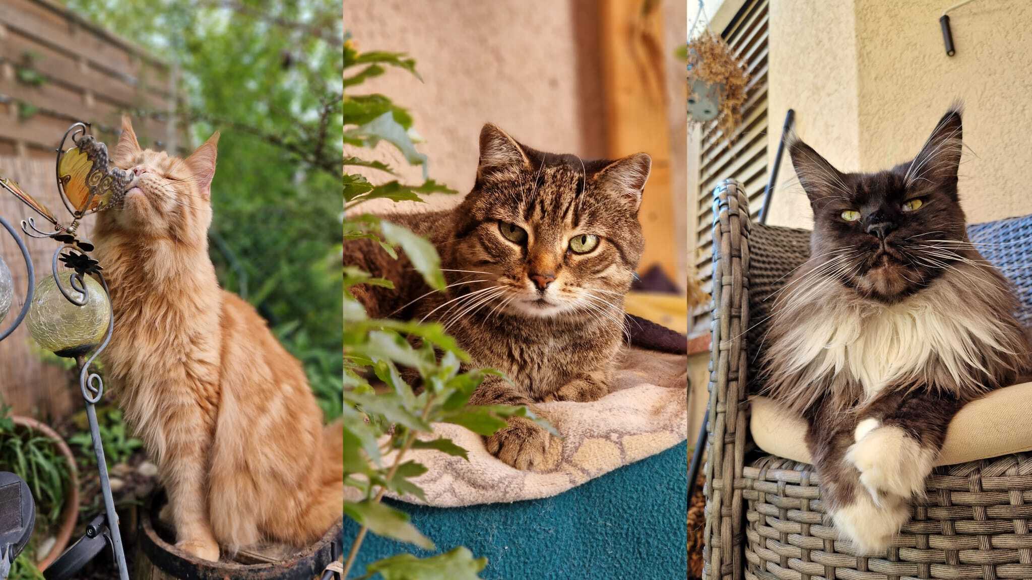 Cali (Excalibur), Miezzi und Smokey