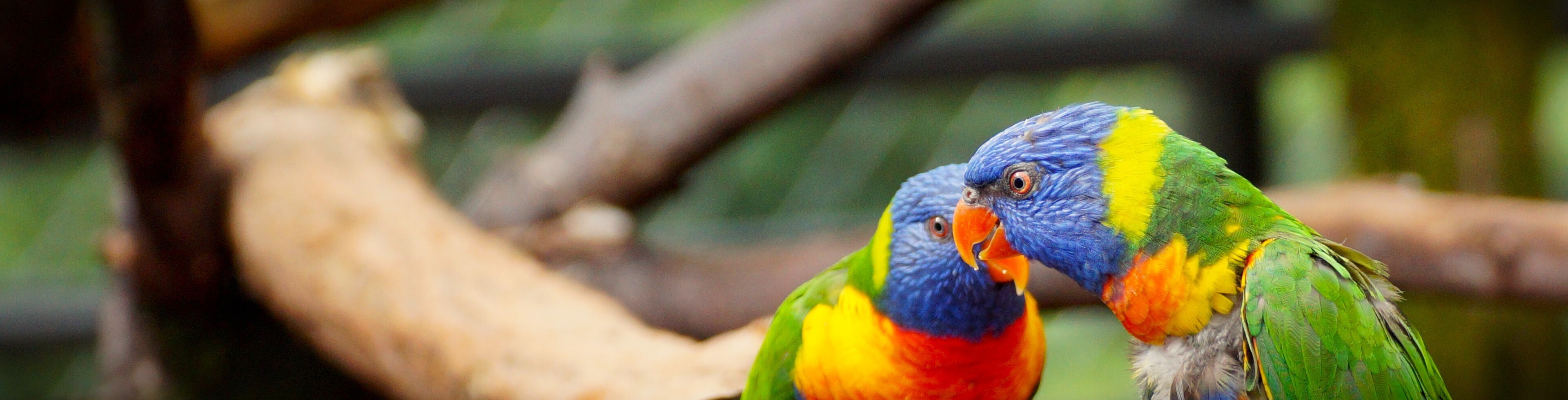 Zoo 29.5_Loris 