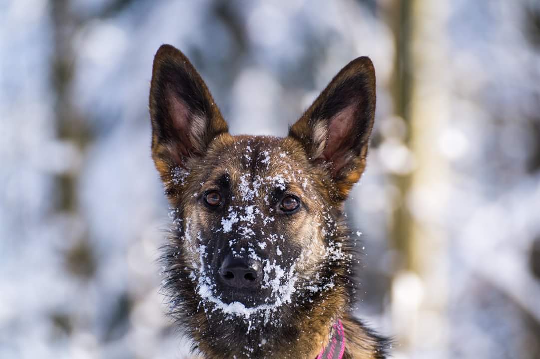 Hund im Schnee