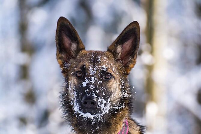 Hund mit Bokeh Effekt im Hintergrund
