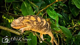 Chameleon