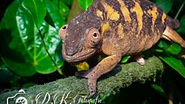 Chameleon