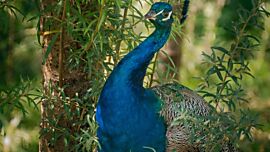 Männlicher Pfau