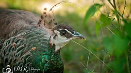 Weiblicher Pfau