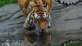 Tiger beim trinken
