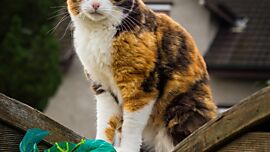Khaleesicoons Maine Coone Zuchtkatzen