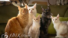 Khaleesicoons Maine Coone Zuchtkatzen