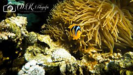 Clownfisch