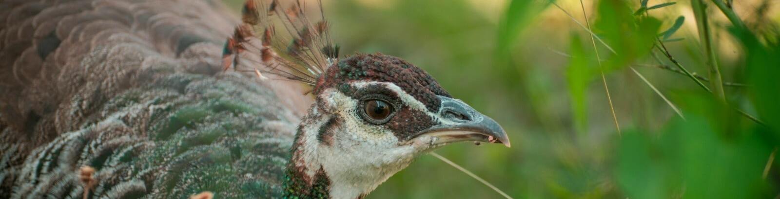 Weiblicher Pfau