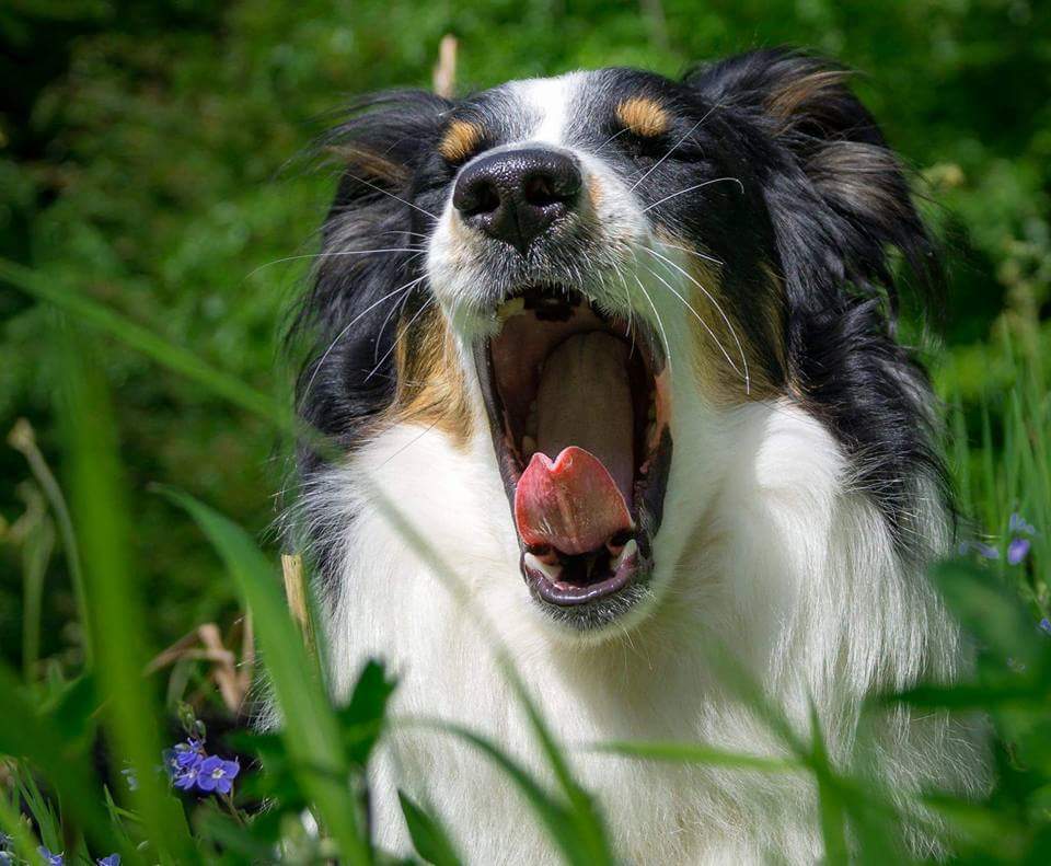 Merlin, Schwarz weisser Hund