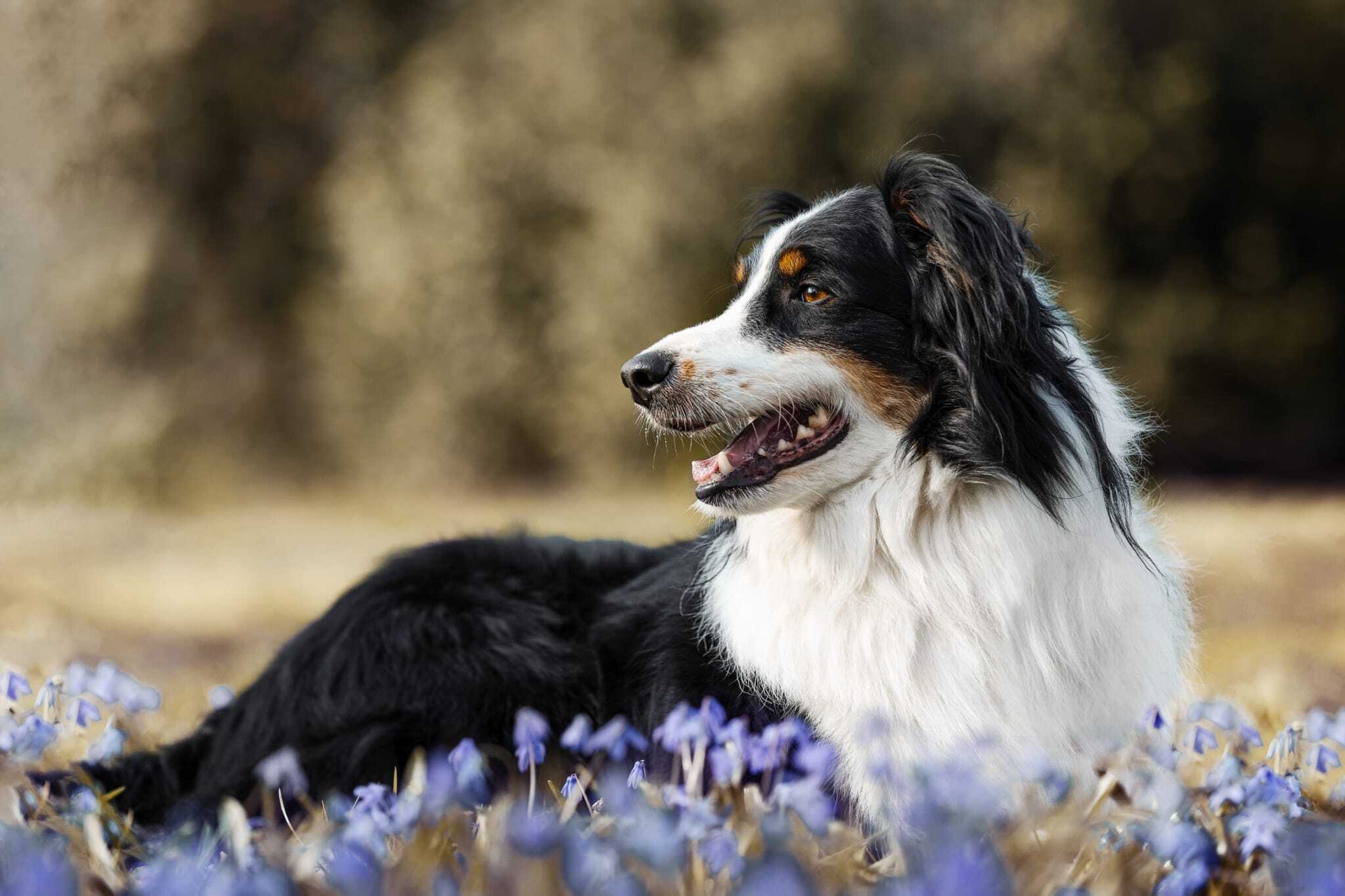 Schwarzweisser Hund in Blumenwiese