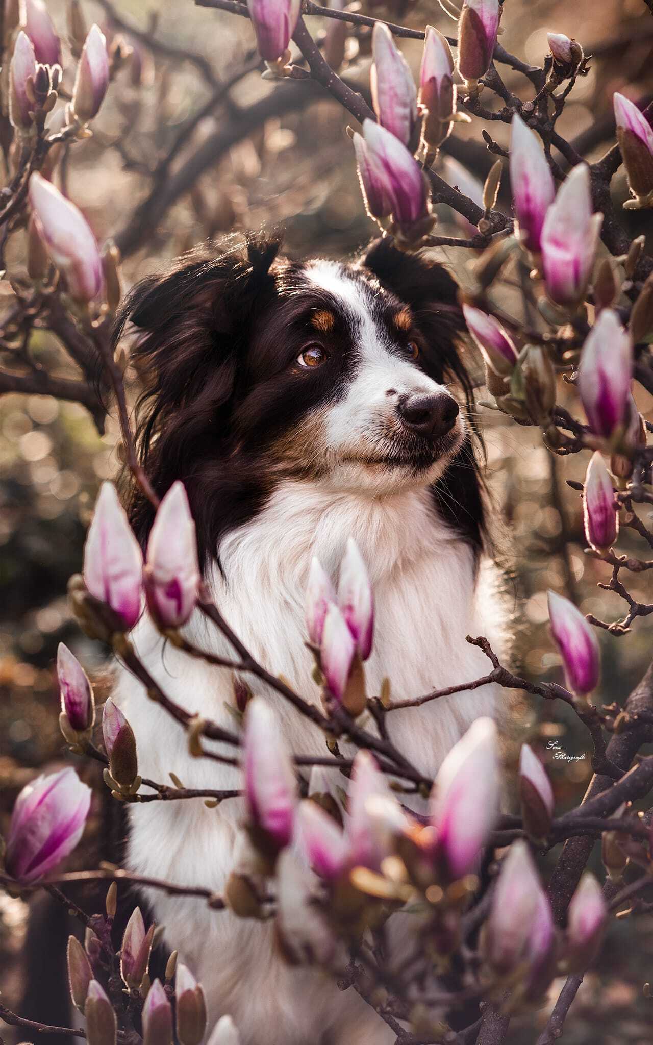 Schwarzweisser Hund zwischen Magnolien