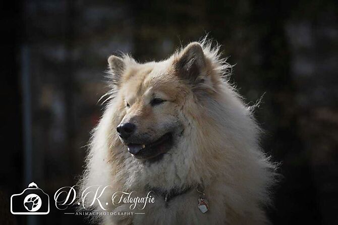 Eurasier mit Bokeh im Hintergrund
