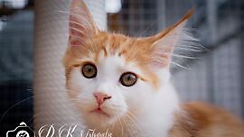 Khaleesicoons Maine Coone Zuchtkatzen