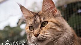 Khaleesicoons Maine Coone Zuchtkatzen