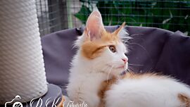 Khaleesicoons Maine Coone Zuchtkatzen