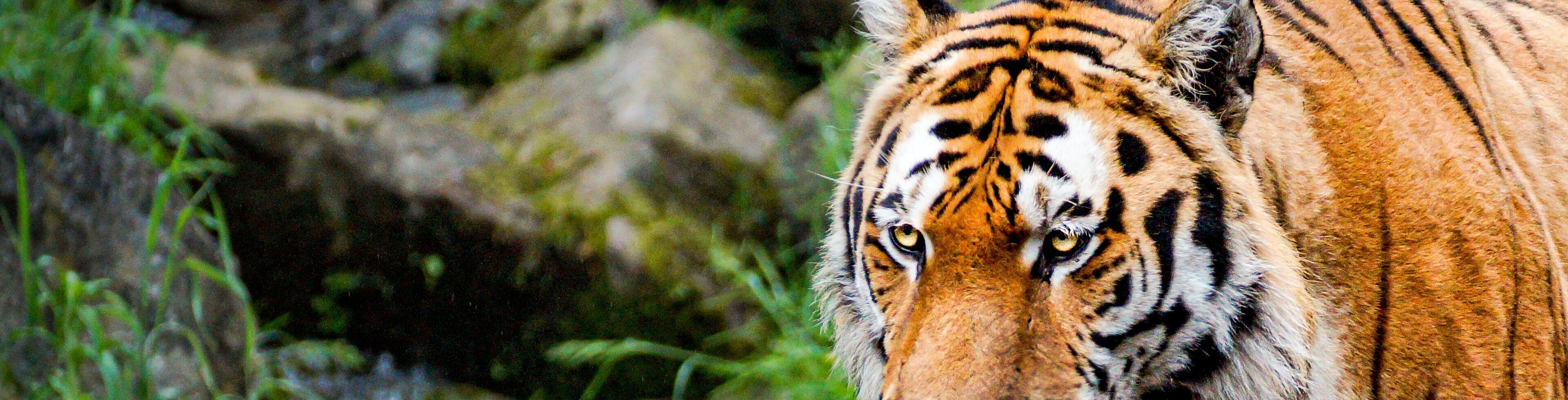 Zoo_Tiger