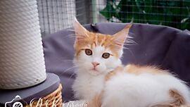 Khaleesicoons Maine Coone Zuchtkatzen