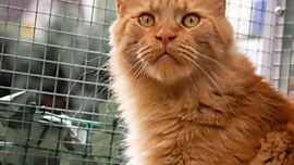 Khaleesicoons Maine Coone Zuchtkatzen