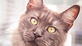 Khaleesicoons Maine Coone Zuchtkatzen