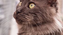 Khaleesicoons Maine Coone Zuchtkatzen