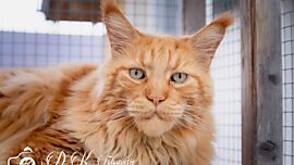 Khaleesicoons Maine Coone Zuchtkatzen