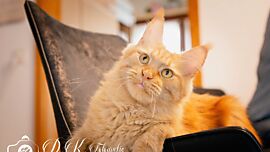 Khaleesicoons Maine Coone Zuchtkatzen