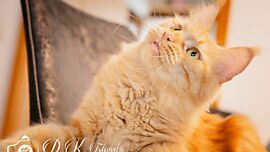 Khaleesicoons Maine Coone Zuchtkatzen