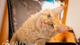 Khaleesicoons Maine Coone Zuchtkatzen