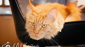 Khaleesicoons Maine Coone Zuchtkatzen