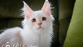 Khaleesicoons Maine Coone Zuchtkatzen