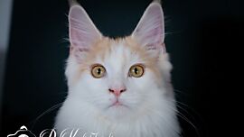 Khaleesicoons Maine Coone Zuchtkatzen