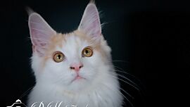 Khaleesicoons Maine Coone Zuchtkatzen