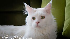 Khaleesicoons Maine Coone Zuchtkatzen