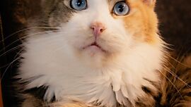 Khaleesicoons Maine Coone Zuchtkatzen